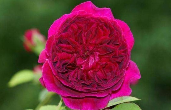 新手养花就养一盆“威廉莎士比亚”，花大色艳，花期长适合盆栽养