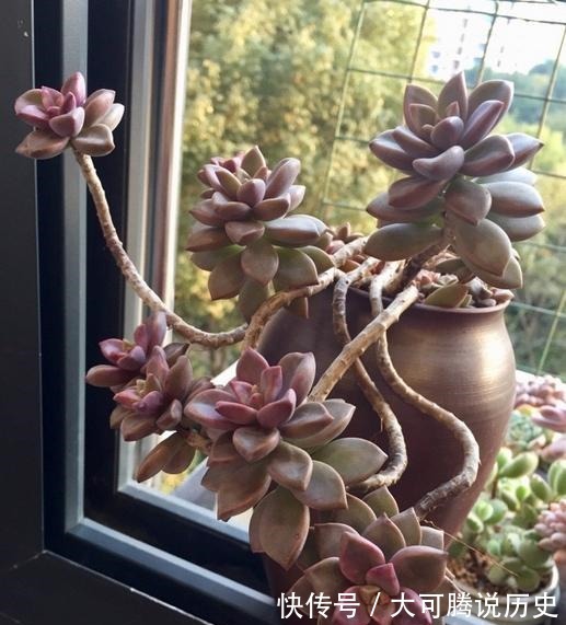 花友|养在室内的姬胧月越来越丑,果断换盆移到室外散养,半年成功逆袭!