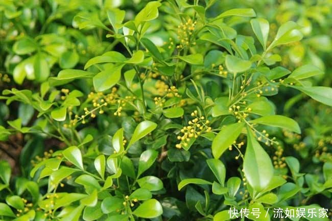 叶子|米兰掉叶不要急,用对方法就能枝繁叶茂