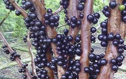 雪莲|水果如何在收获前生长稠密但昂贵雪莲很尴尬我不是《红薯》