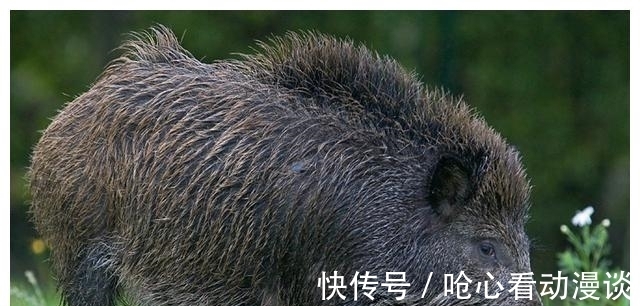 唐人神：公司一直致力于低本钱出产系统建造。现在公司生猪饲养本钱全体在继续下降中