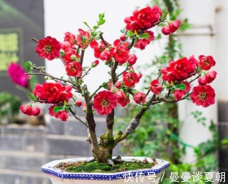 美极了|自带“贵气”的几种花,花大色艳,花香易打理,养在客厅美极了