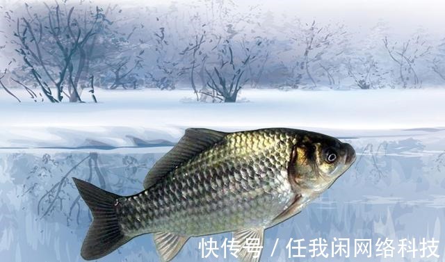 为何夏季钓鲫鱼又少又小,到了冬季又大又多难道是鱼挑食