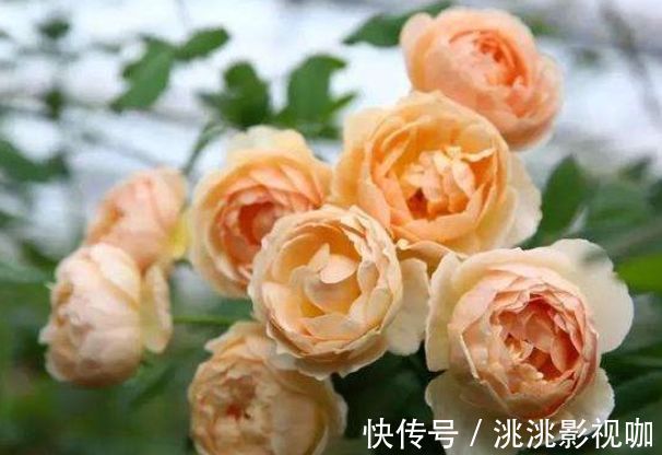 菊花|喜欢菊花,不如养盆“玫瑰精品”朦胧的朱迪,水果香味,清秀淡雅