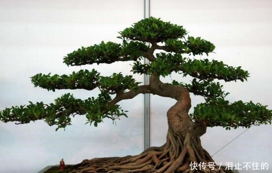 盆景十大名贵树种,你认识几种!
