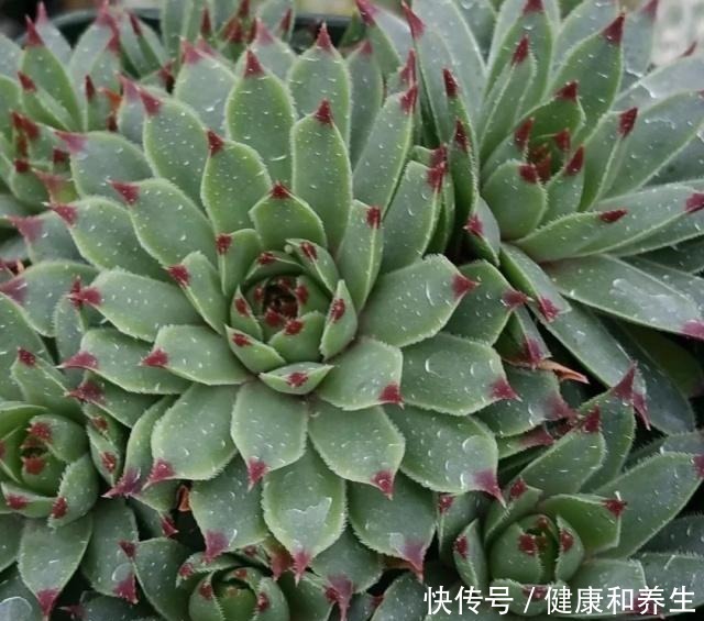 让买来的观音莲盆栽不断萌发侧芽,快速长满一大盆!