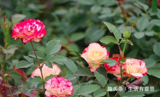 月季扦插不生根把枝条泡水前多做“1步”，30天就长满大白根