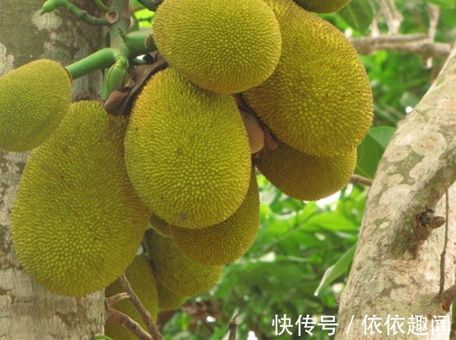 月经|女性来月经了，此几种食物要舍得吃，补血暖宫痛经不来扰