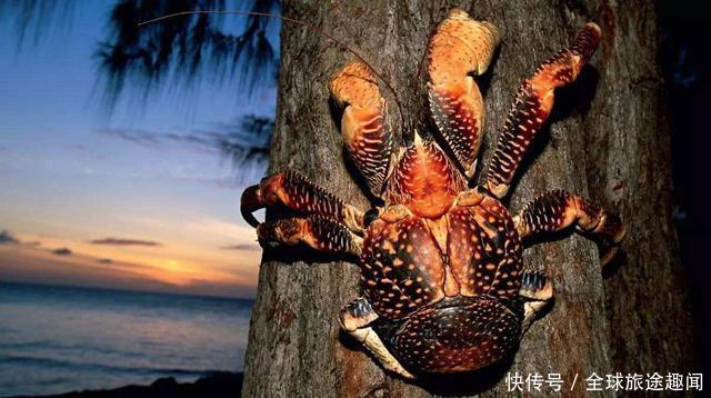 会开椰子的椰子蟹,破坏力真是太可怕了,一招夹开椰子!