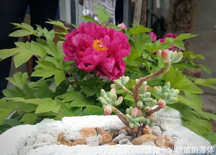 如莲似花,美好心情由你而始!