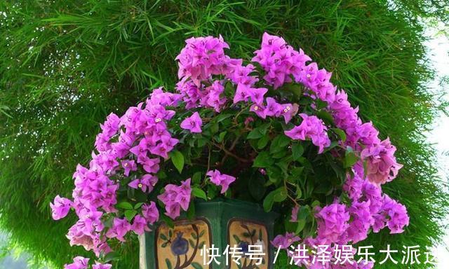 一招分辨三角梅 花芽 是 受伤 还是 花爆发 一眼就认清 粉紫色 一招分辨三角梅 花芽 是 受伤 还是 花爆发 一眼就认清 粉紫色