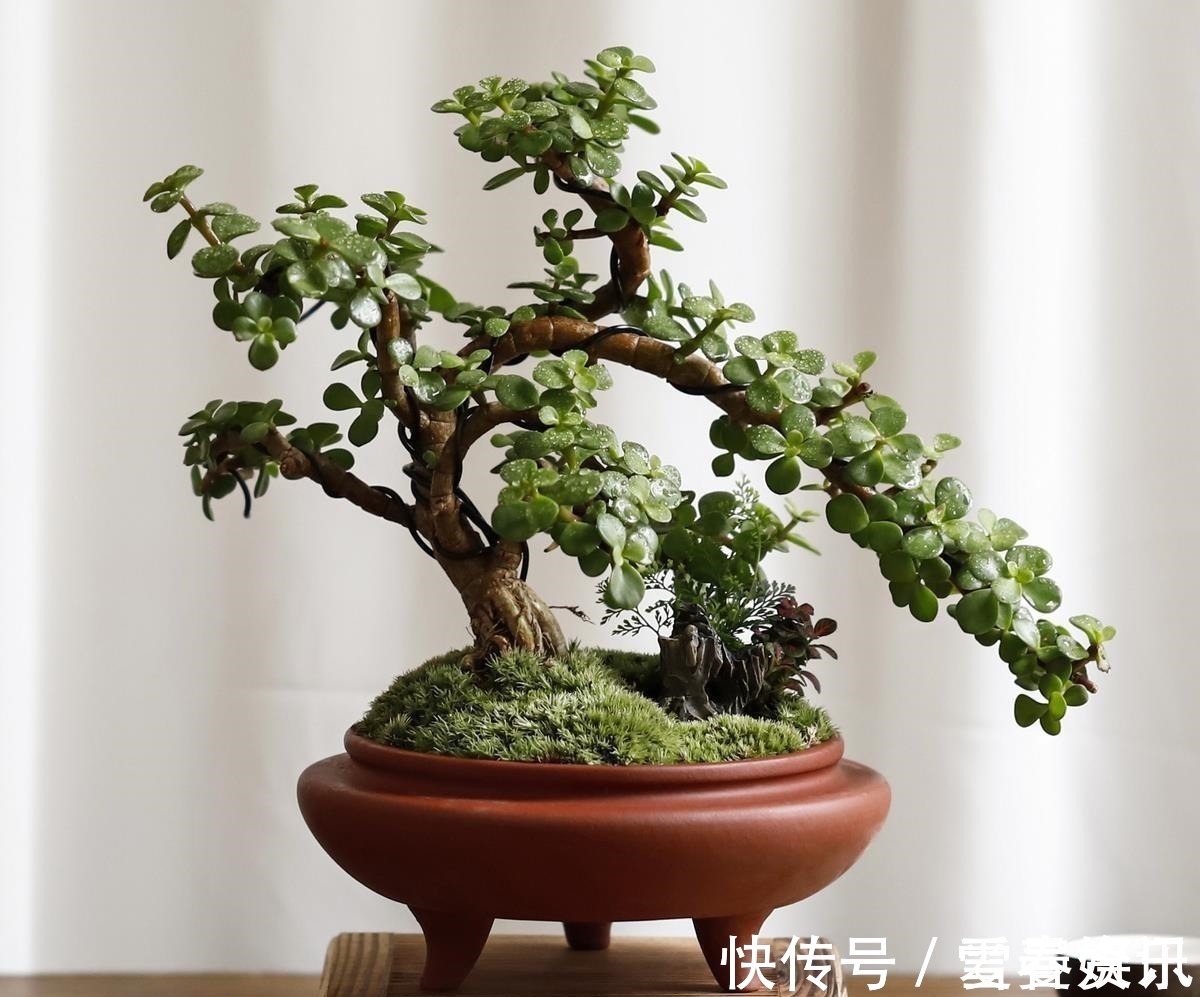 4种“便宜花”,多修剪少浇水,养成高价盆景,价格翻倍