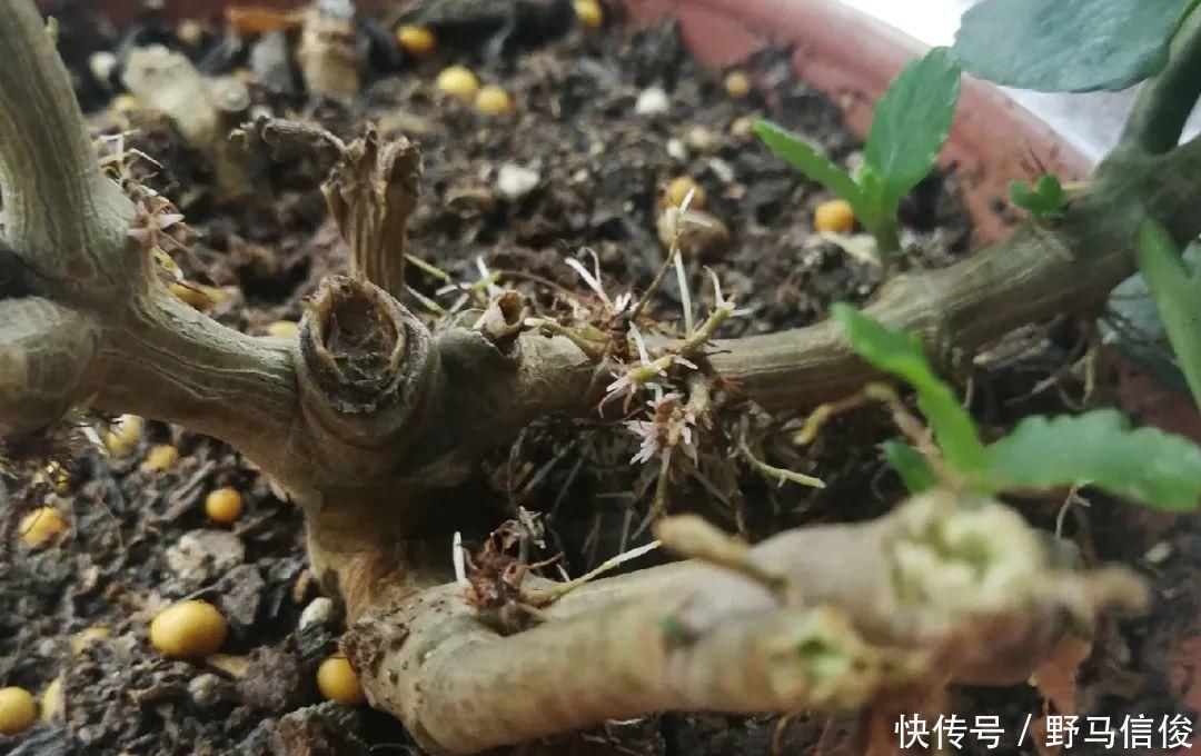 红掌|茉莉花扦插有机关,砍这一段枝条,插土里3天就活