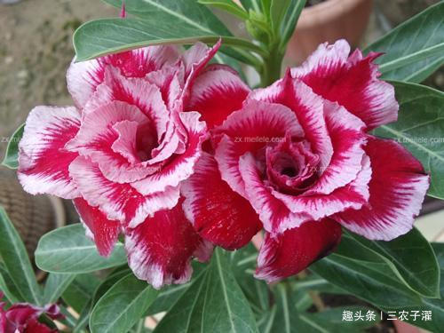 5种花最“命硬”，40天不浇水，依然开花不断，1盆能活很多年！