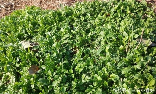 农村荠菜正鲜美,可荠菜长啥样知道吗?