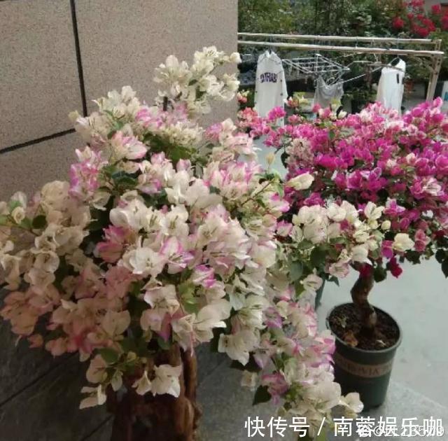 银杏银杏|对花有一种特殊的情怀,能养几十年的花,养1盆当传家宝!