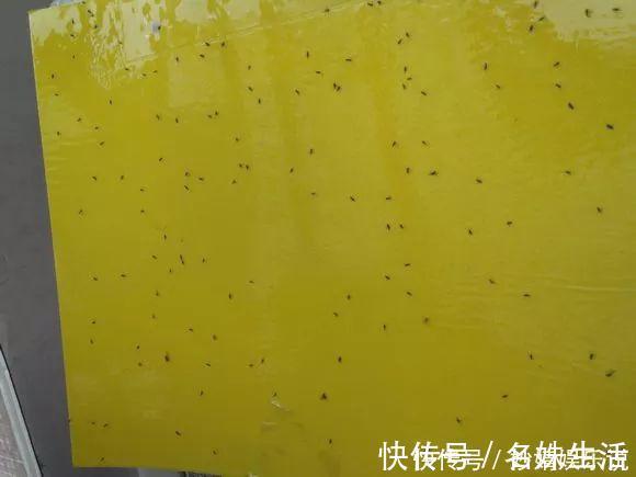 沙子|盆里埋点它,小虫子全没了,花越长越茂盛!