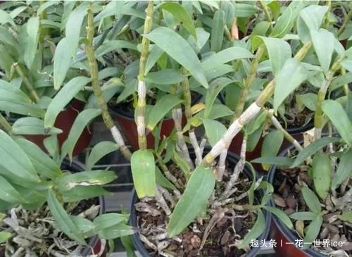 山中这种野草，曾为上贡“仙草”，一草难求，如今折段枝条就能养