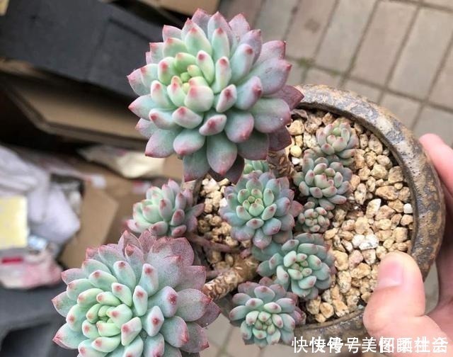 花盆|花盆里有小飞虫,不用喷药,简单1个方法,干净清爽,花草旺!