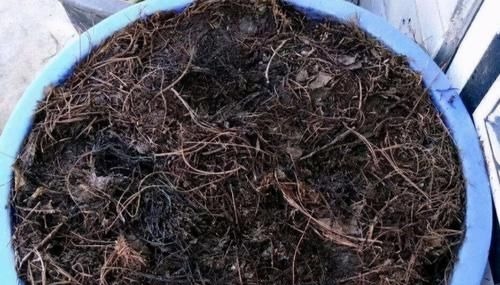 作为养花人,有机会就多收集些它们,看着不起眼却全是好东西