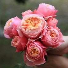 公认好养的月季品种，随便养一盆，轻松开成“大花海”