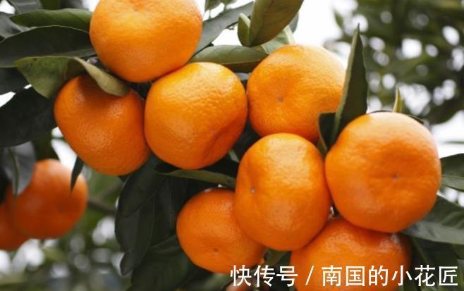 柠檬酸|常吃橘子好处数不胜数,身强体壮,皮肤也滋润了,早食用早健康