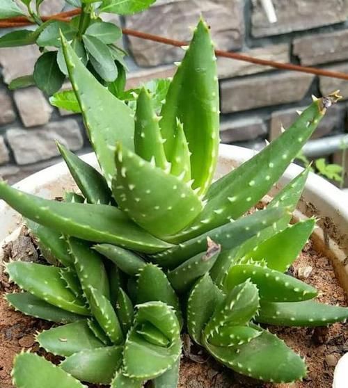 年轻人养花讲究实用,当首选芦荟,盆栽注意4点越养越上瘾