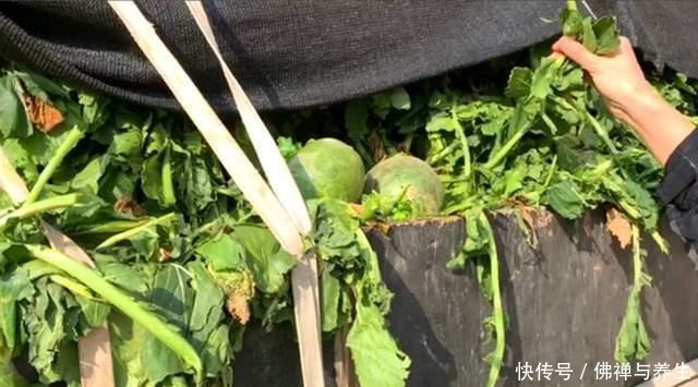 很多人只吃果肉,其实叶子才是宝贝,如今正当季,不懂吃可惜了