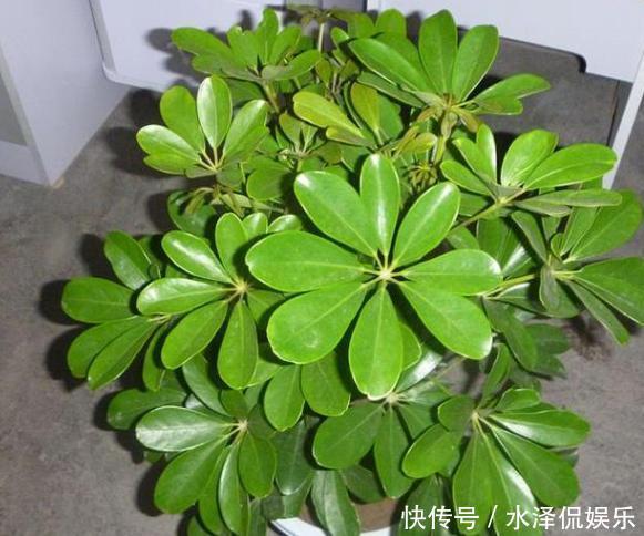 新手上花市挑花,别犹豫!盆栽这2款,生命力旺盛又能净化空气