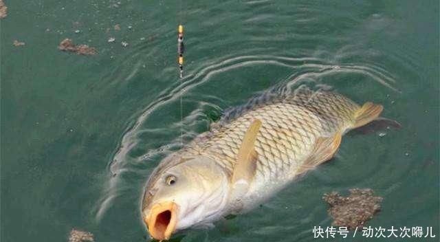 鲤鱼太狡猾不咬钩下次记得用上这招,它再狡猾也会忍不住咬钩