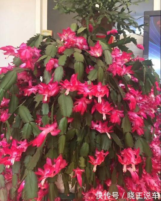 蟹爪兰满头大花苞，噼里啪啦全掉了？教你3招，满满的花芽挤爆了