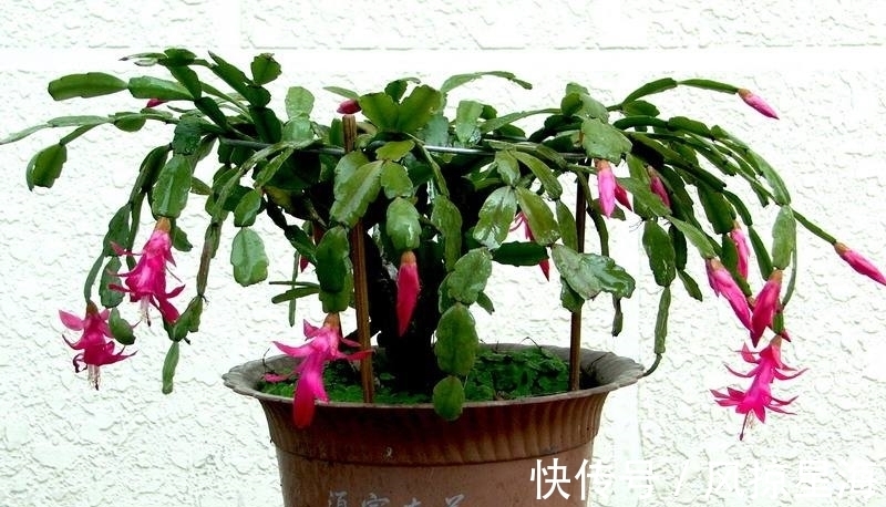 枝叶|冬季盆栽蟹爪兰,怎么养出厚叶、一枝一花?多注意此3点