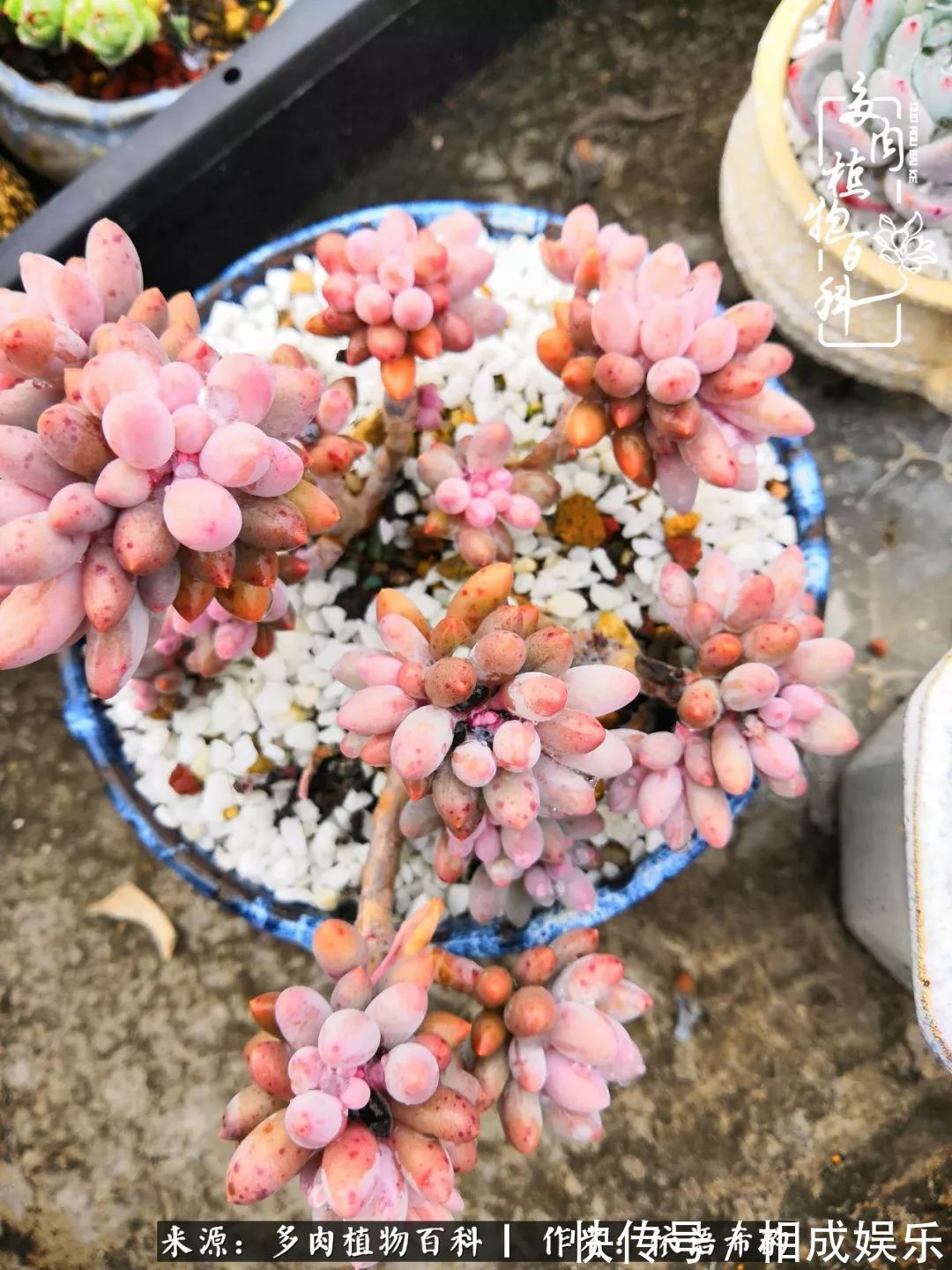 何以解忧,唯有多肉!目光所及,皆是喜欢!