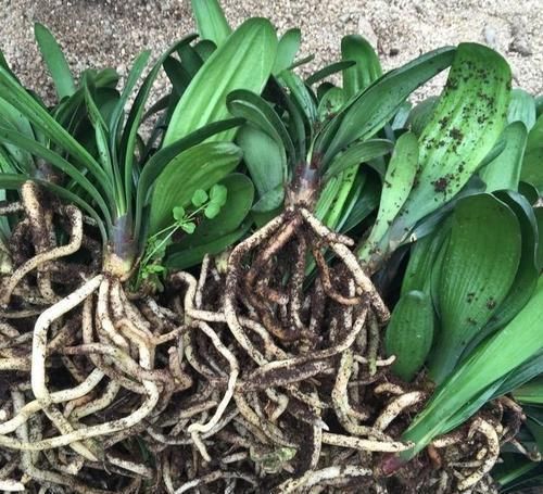 君子兰黄叶烂根不开花，所有养护问题都在这了，学会了花开灿烂