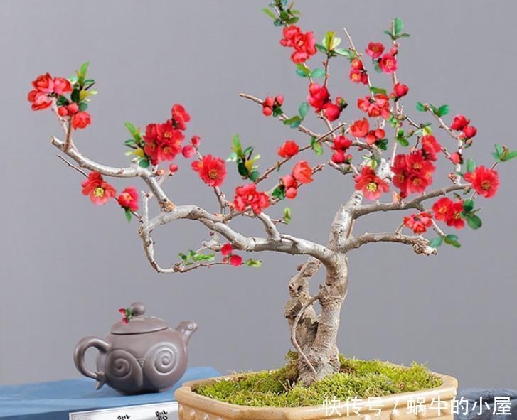 花友|此花,被誉为花卉界的“红宝石”,太美了,给大家看看