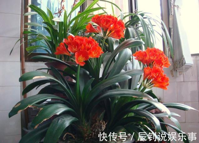 君子兰，阳台党深爱的盆栽年宵花！养护注意3细节，年年开花