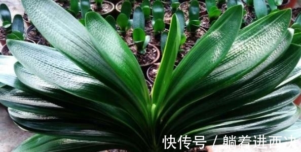 叶子|君子兰夹箭不开花,别慌,学会这些轻松搞定