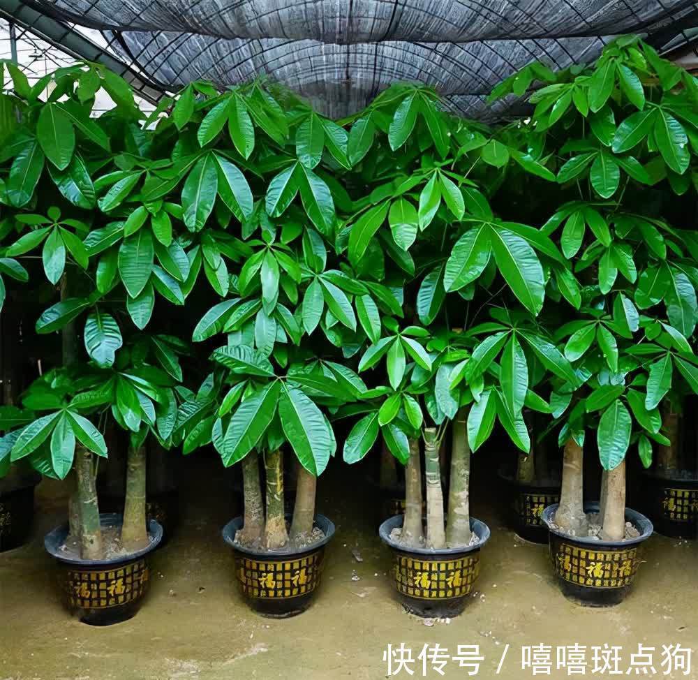 室内想养大盆镇宅花，建议从这10种里面选，听名字就很霸气