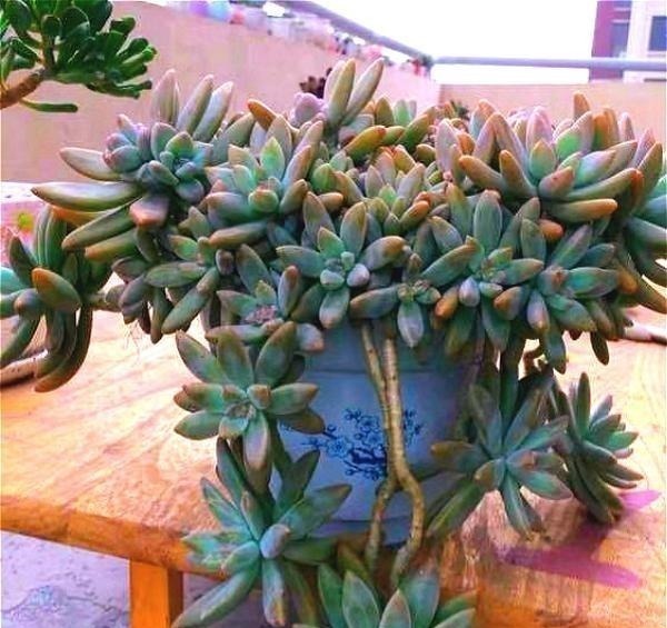 公认老桩最漂亮的多肉，紫乐未上榜，这3种普货名列前三！