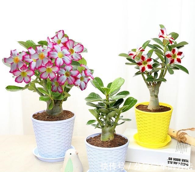 这种花堪比净化器,室内种2棵,空气清新怡人每一天,花开更鲜艳!
