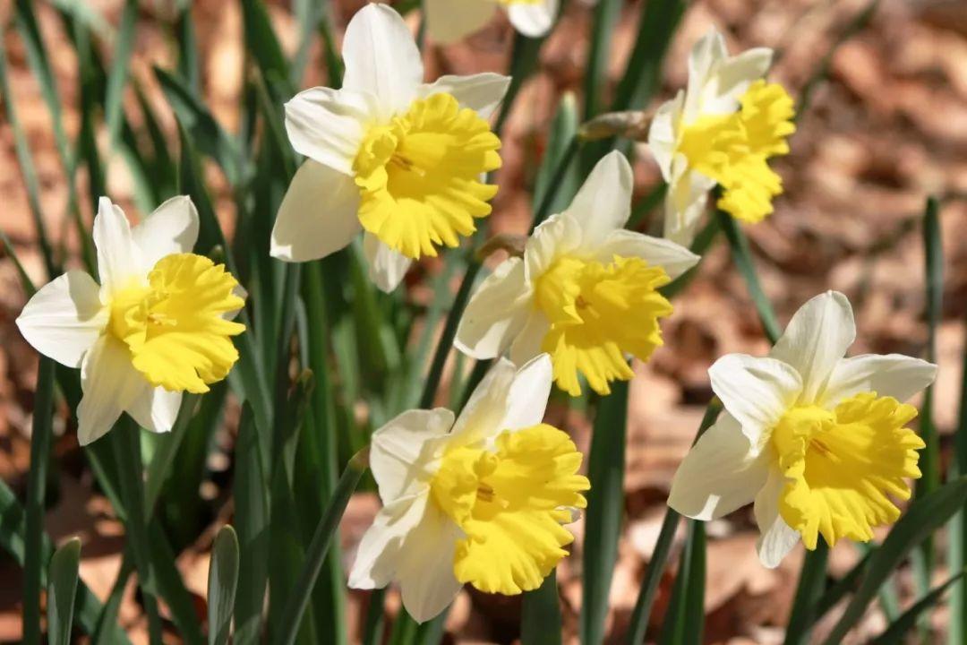 这花真能开,4个球开出28朵花,一颗就能开爆盆!