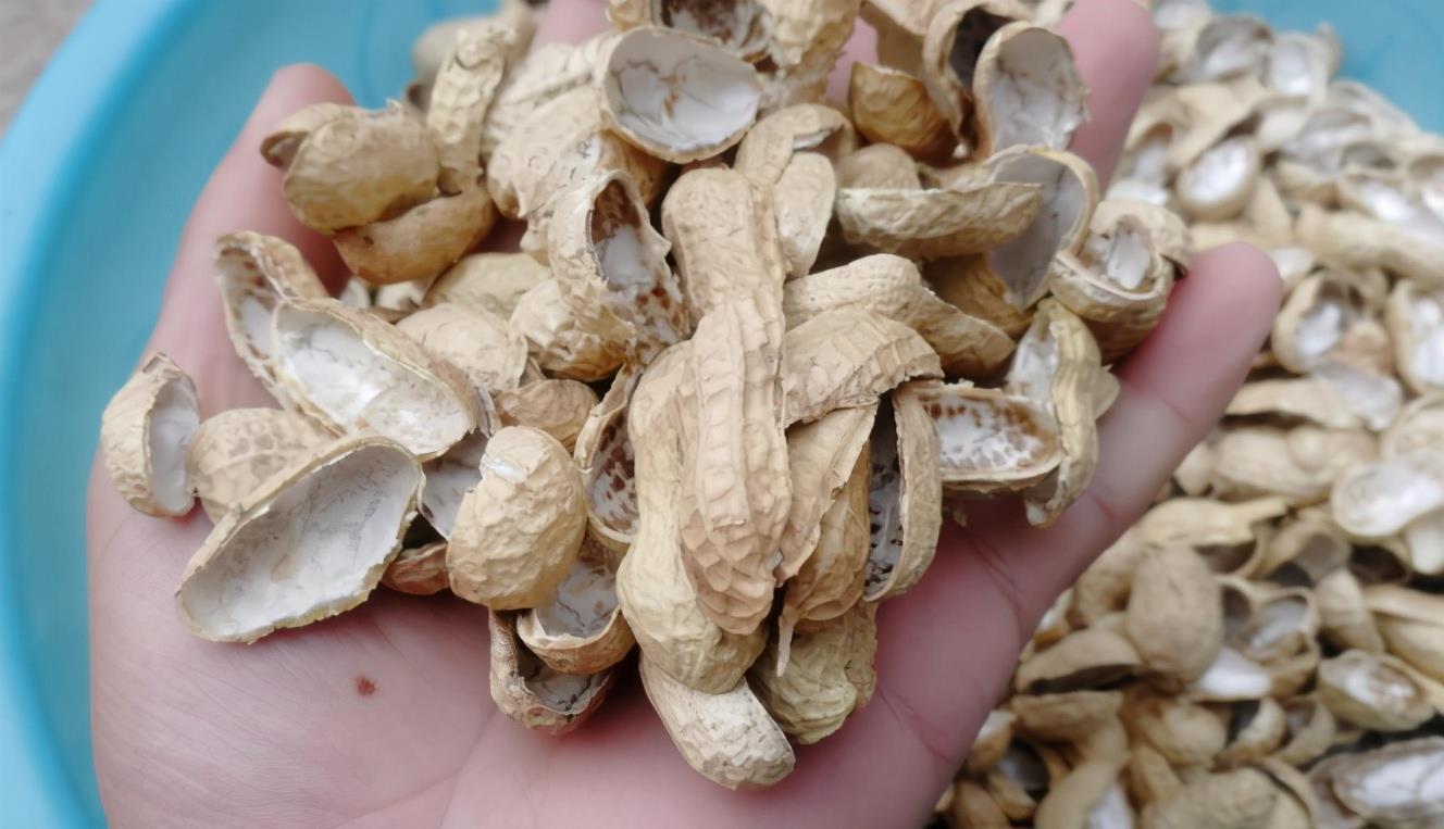 春季换盆“垫底”,十种材料不用花钱买,好用又透气,赶紧去找点