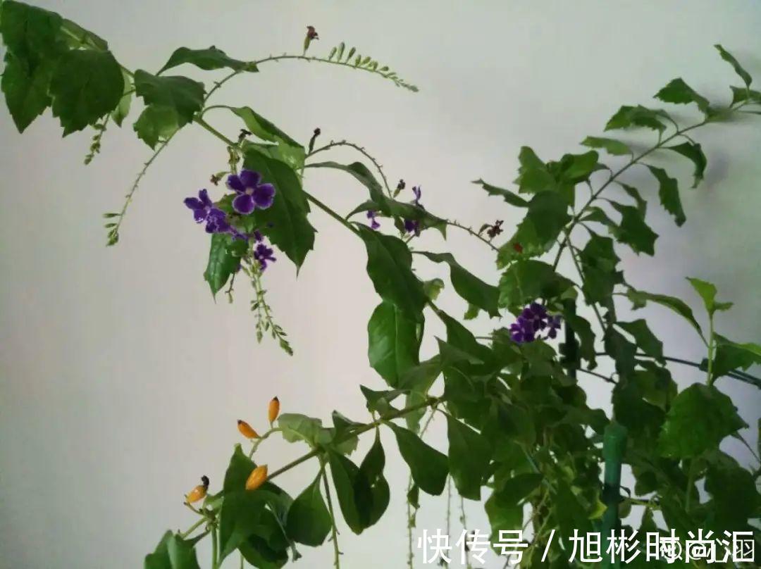 10种花,一天不见水就萎缩,狂补水就对了!