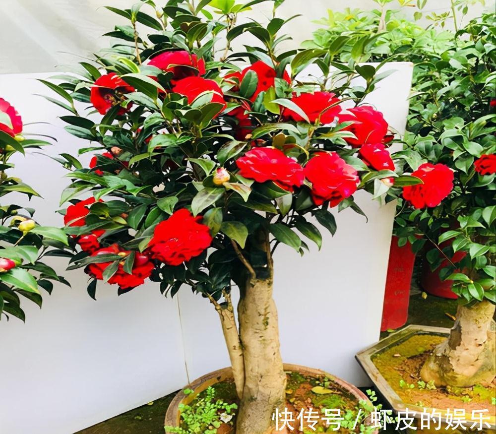 牡丹花|元旦前,“七种花”赶紧搬到阳台上冻一冻,生长茂盛,花苞呼呼冒