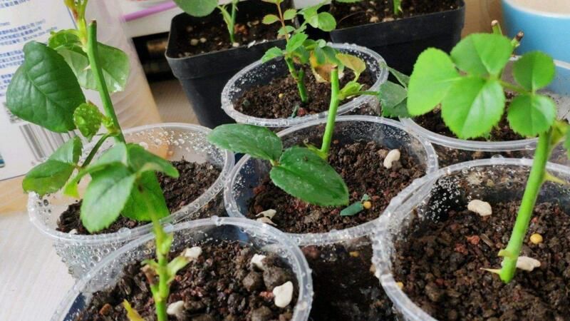  方法|过年都爱摆几盆长寿花，学会5种“扦插”方法，长寿花一盆变多盆