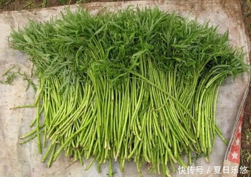 这野菜人称“瘦人草”,殊不知营养价值高,可治便秘,你吃过没
