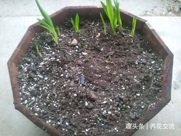 叶子|秋天买些香雪兰的种球，种盆里冬季就开花，来年夏天收获大盆子球