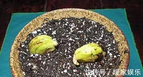 花盆|芒果吃完籽别扔了,这样处理,不出3年就能在花盆里开花结果了!