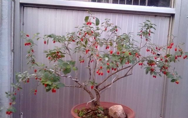 观赏|养花大神都会的一个“细节”,盆景养护,摘叶很重要,你会吗