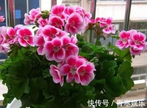 仙客来|4种花是花中劳模,一年四季开花不断,一盆千百朵,枝头花苞满
